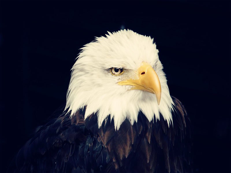 La Sabiduría del Águila